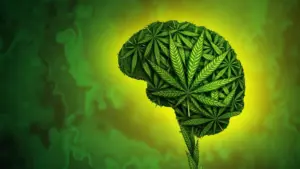 Landmark Study Links Cannabis Use to Increased Risk of Violence and Victimization
