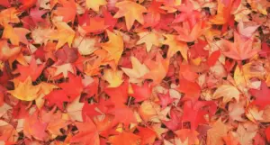 Reflections on Destruction and Domestic Space: Jill Bialosky’s New Poem “Ode to a Leaf Blower” Explores the Complexities of Modern Suburbia