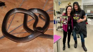 Rock Legend Meets Rare Reptile: New Guinea Snake Species Named After Slash