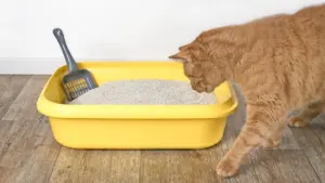 The Chemical Calling Card: Scientists Uncover the Secret Behind How Cats Identify One Another