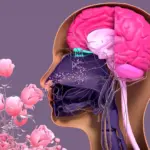 Tufts Researchers Uncover Hidden Potential of Stem Cells in Restoring the Sense of Smell
