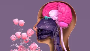 Tufts Researchers Uncover Hidden Potential of Stem Cells in Restoring the Sense of Smell