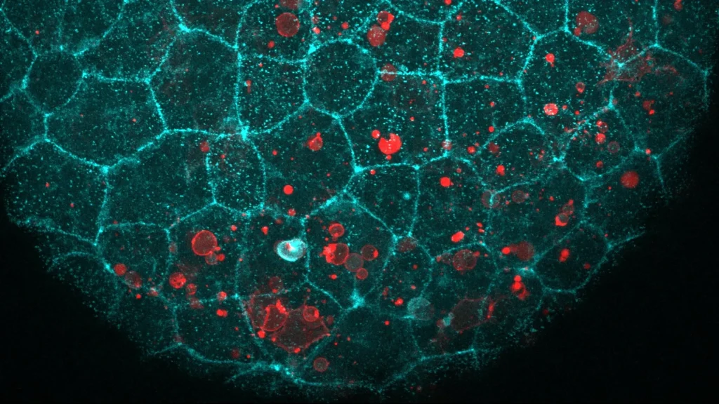 Biological "Glue" Found to Play Unexpected Role in Cellular Cleanup