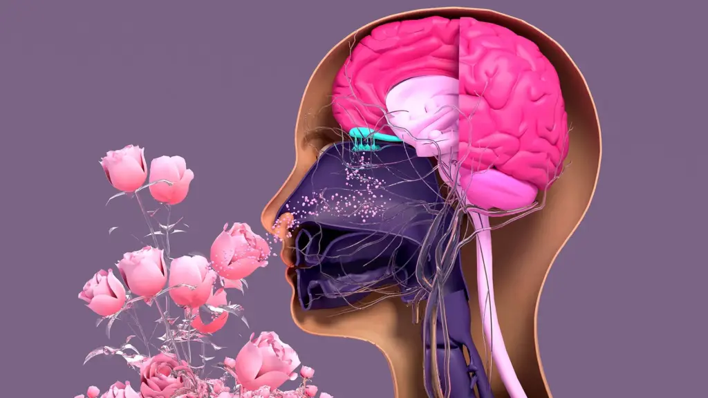 Breakthrough 3D Model Reveals Secret Life of Nasal Stem Cells and Their Role in Restoring Sense of Smell