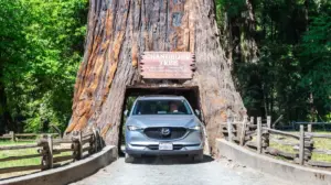 Driving Through History: The Enduring Allure of California’s Tunnel Trees