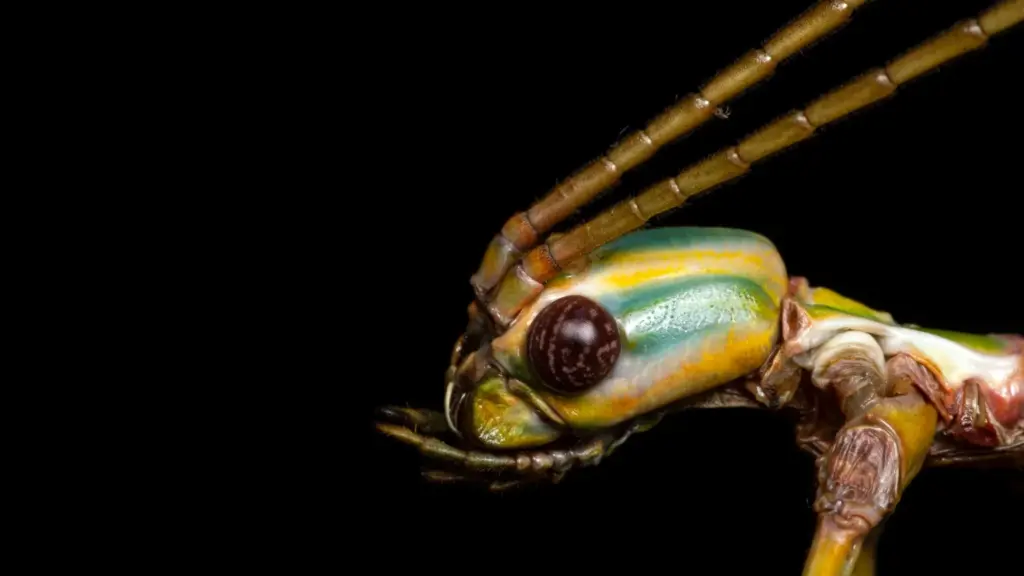 Hidden in Plain Sight: Researchers Uncover New Stick Insect Species in Australia’s Well-Studied Landscapes