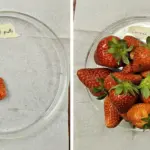 Military-Grade Textile Innovation Boosts Strawberry Yields by Over 300 Percent