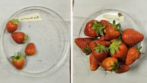 Military-Grade Textile Innovation Boosts Strawberry Yields by Over 300 Percent