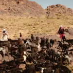 The Last Migration: Walking with Morocco’s Nomadic Berber Tribes
