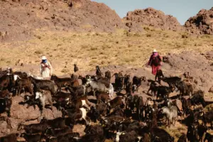 The Last Migration: Walking with Morocco’s Nomadic Berber Tribes