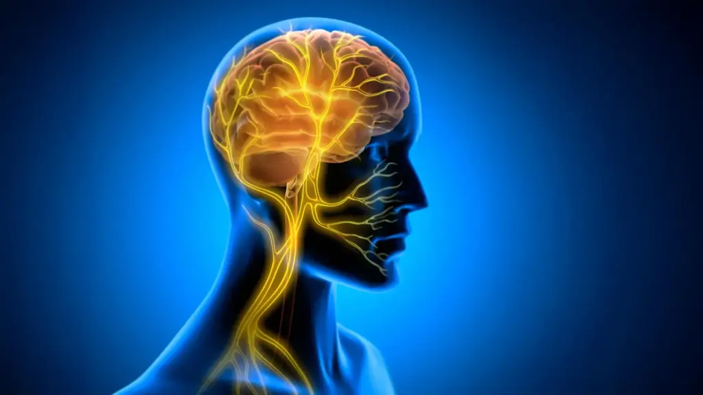 Vagus Nerve Stimulation After Training May Unlock Enhanced Long-Term Learning
